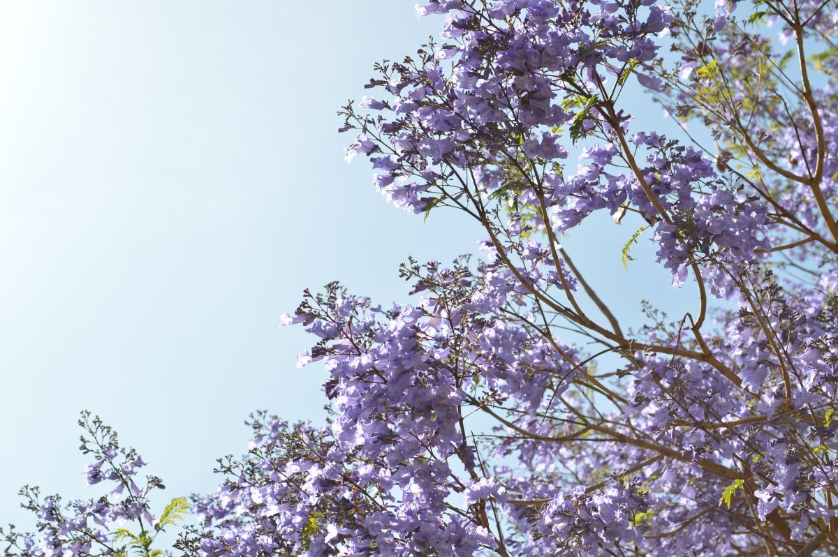 Цветки сирени мелкие. Сирень дерево. Сирень фиолетовая куст. Сакура пурпурная (мелкозубчатая. Японская сирень дерево.