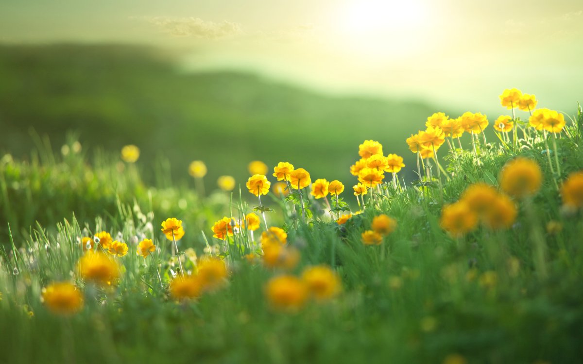 Доброе утро картинки позитивные с природой. Природа цветы. Поляна желтых цветов. Поляна с желтыми цветами. Поляна солнце.