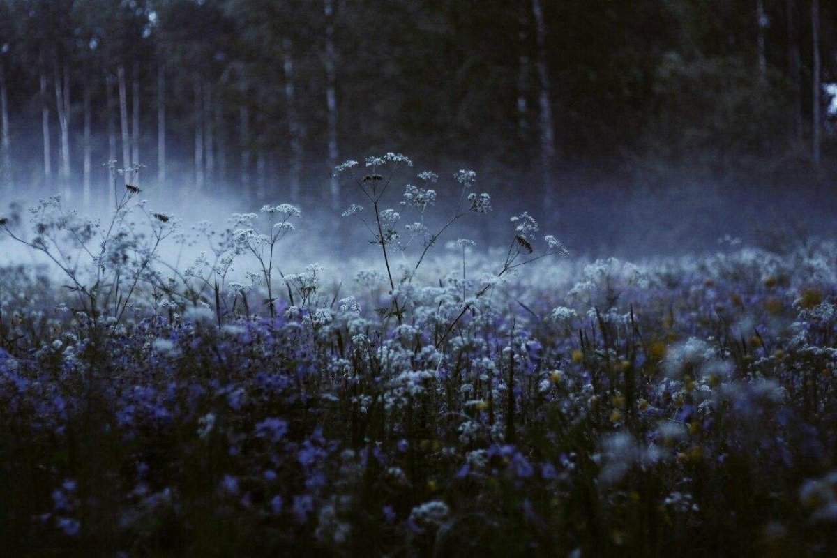 Цветы в тумане. Предрассветный лес. Цветочное поле в тумане. Луг ночью. Предрассветной темноте