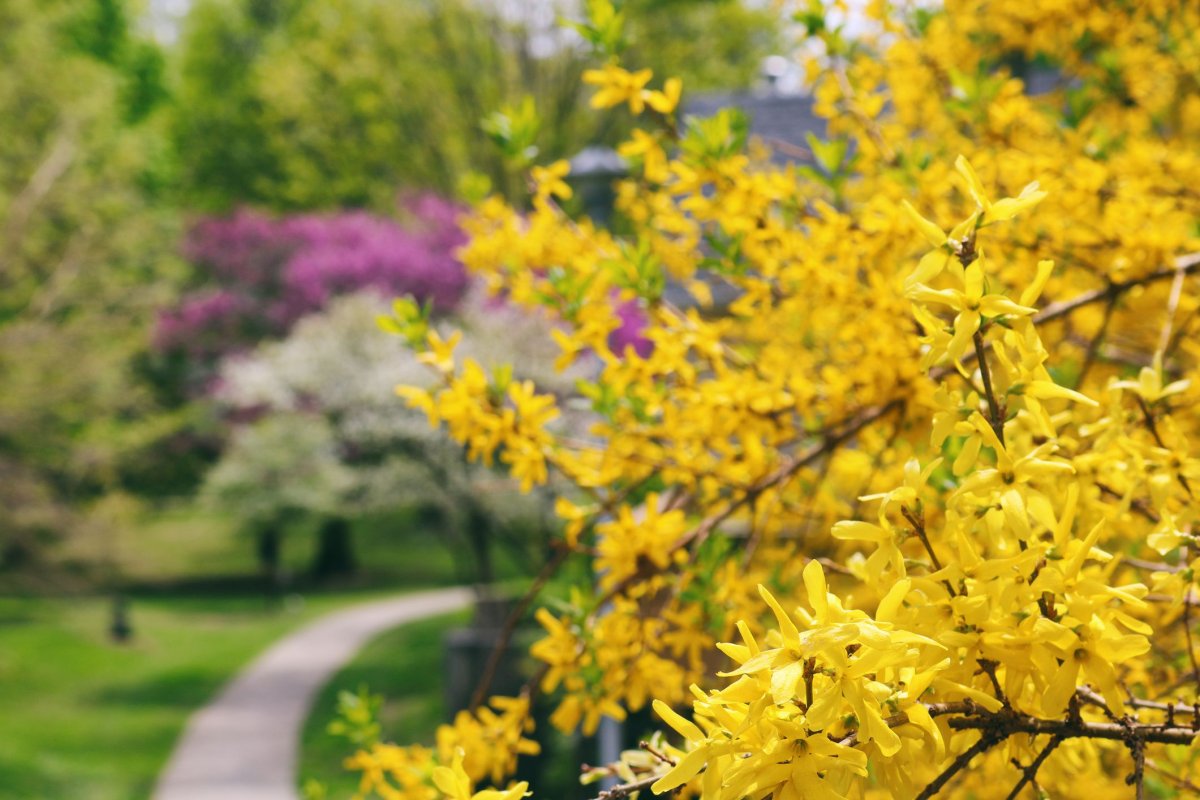 Кустарник цветет желтыми цветами ранней весной