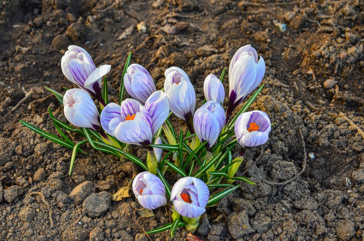 Новости 1 апреля крокус. Апрельские крокусы. Крокус кавказский. Крокус Анапа. Крокус цветок.