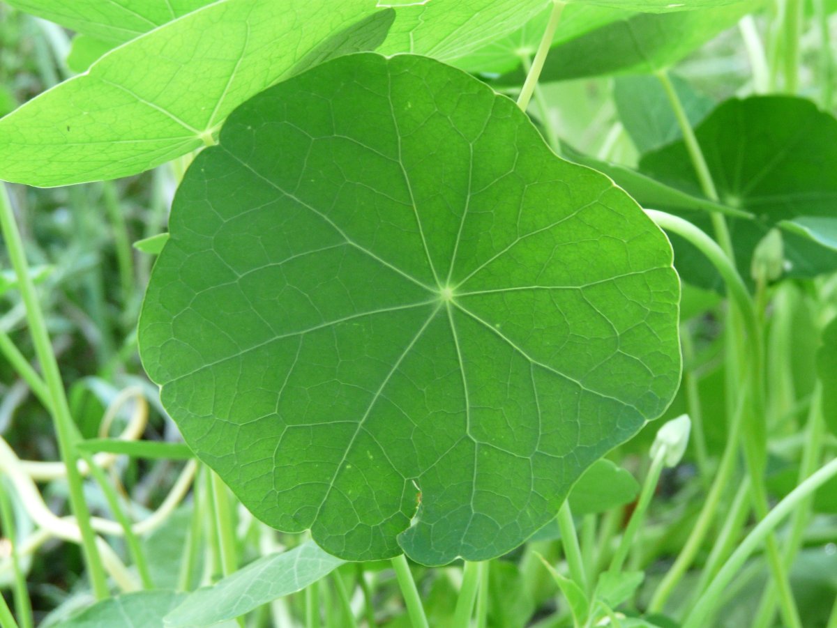 Настурция листья. Настурция микрозелень. Настурция форма листьев. Круглые листья. Имеет округлые листья