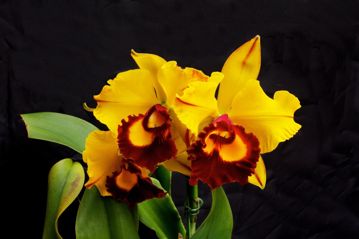 Желтая Орхидея. Жёлтая Орхидея фаленопсис. Фаленопсис Tamara. Орхид Йеллоу. Красно желтая орхидея
