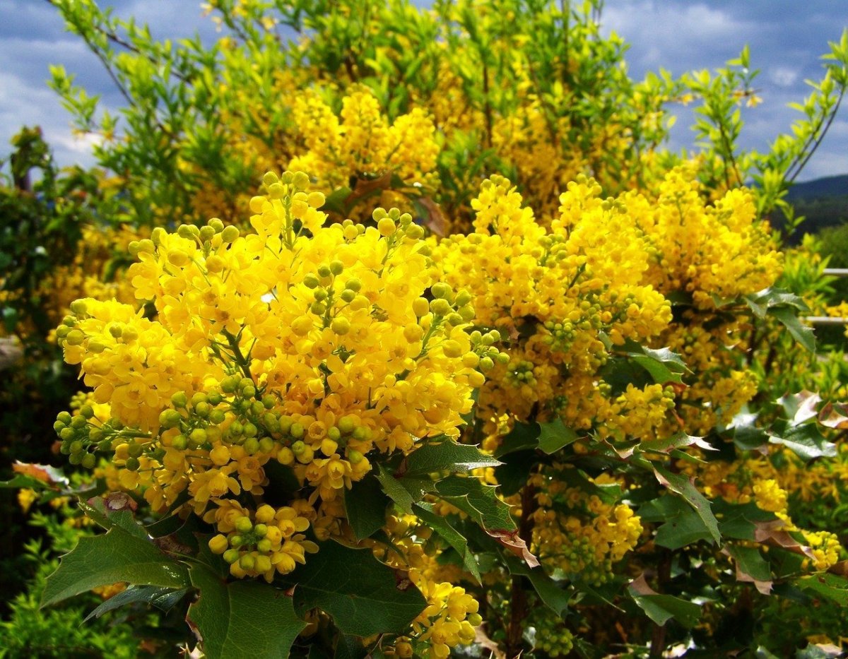 Желтый кустарник название и фото цветущий. Магония. Магония падуболистная. Магония падуболистная Mahonia aquifolium. Магния поддуболистная.
