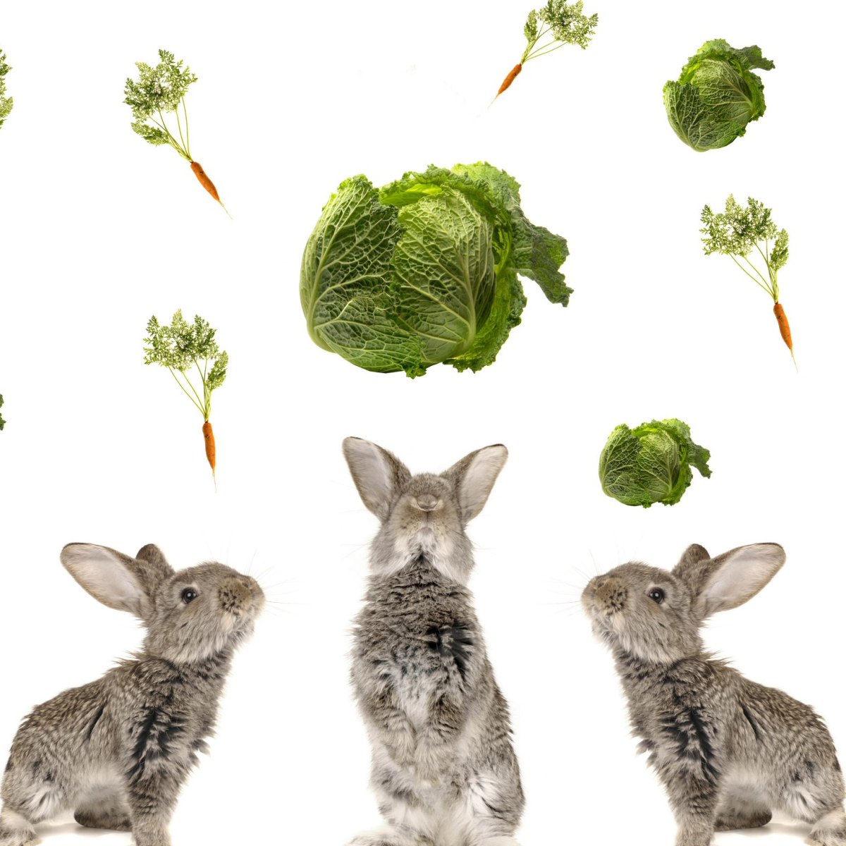 Можно давать кроликам капусту. Кроличья капуста. Кролики и капуста настольная игра. Можно ли кроликам капусту.