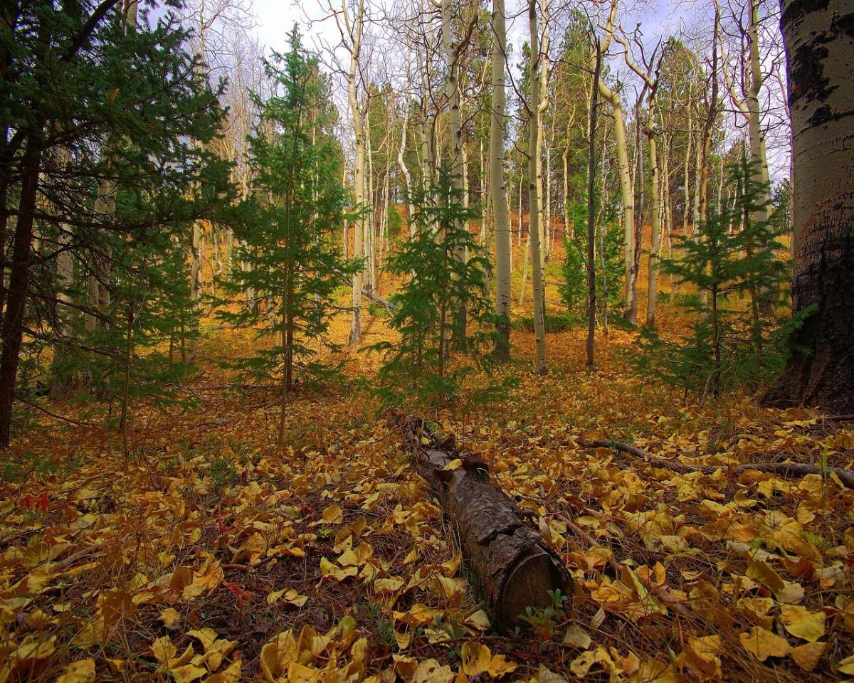 Брожу по осеннему лесу. Лиственничная Тайга лес Якутия. Осень в лесу. Лес осенью. Осенний лес фото.