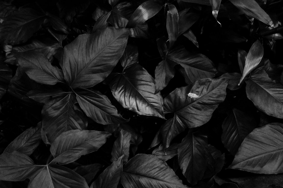 Темные листья. Черный лист. Темный фон. Красивый черный цвет.