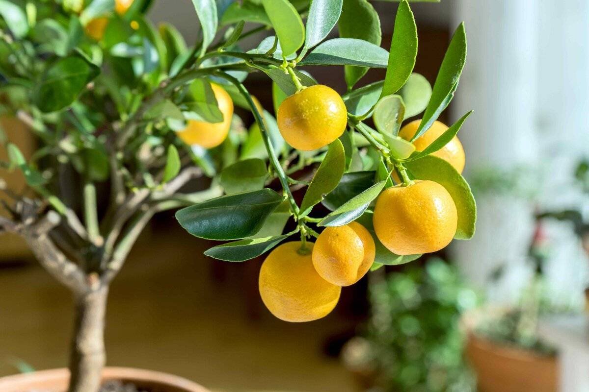 Лимон каламондин. Цитрус лимон дерево. Мандарин каламондин. Цитрус (комнатное растение) мандарин (ретикулата). Мандарин в огороде