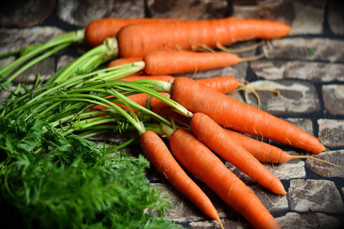 Морковь с ботвой. Морковь посевная. Морковь на грядке. Красивая морковь. Свяжи морковки в пучки