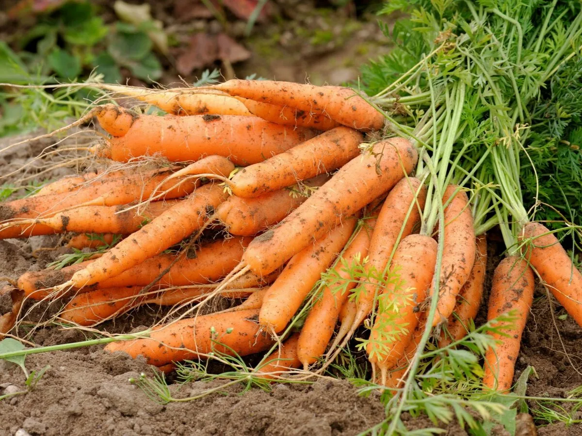 Есть морковь на ночь. Морковь Нантес 3. Морковь Балтимор. Морковь Микуловская. Морковь на грядке.