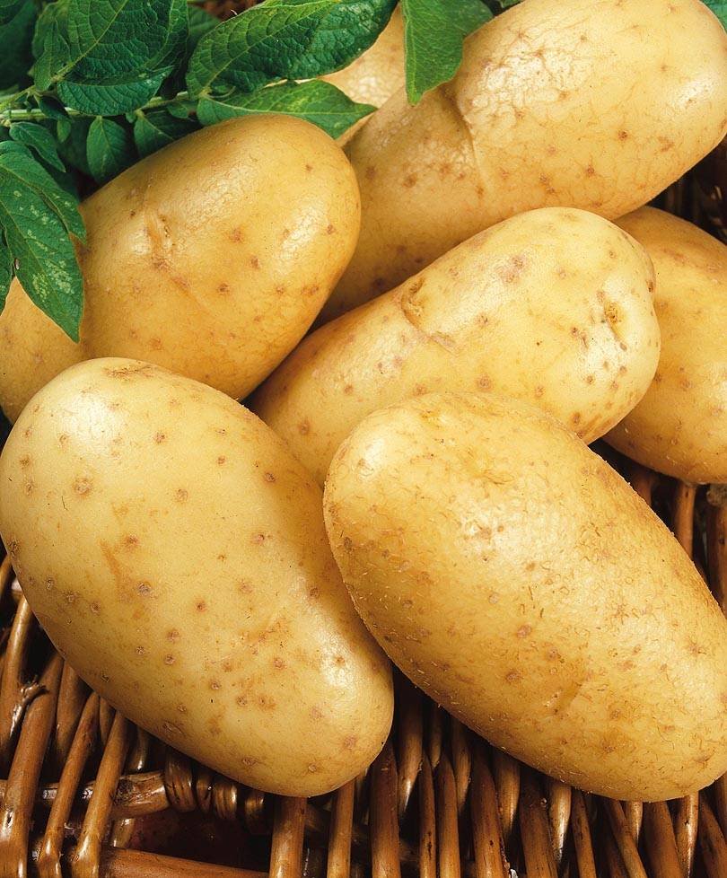 Какие ранние сорта картофеля. Сорт картофеля леди Клер. Картофель сорт Уладар. Картошка сорт леди Клэр. Семенной картофель Лорх.