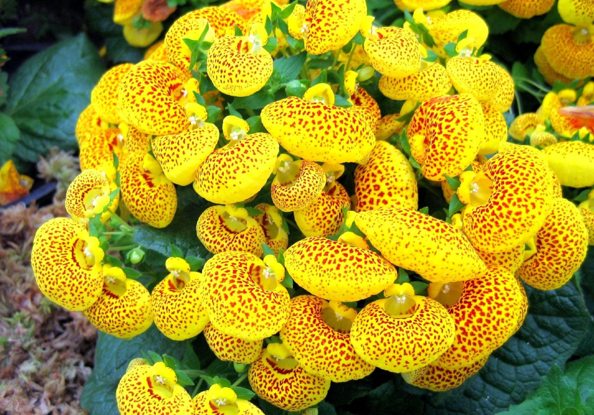Комнатный цветок цветет желтым. Цветок башмачок кальцеолярия. Кальцеолярия морщинистая. Цветок кальцеолярия гибридная. Кальцеолярия Данти Йеллоу.