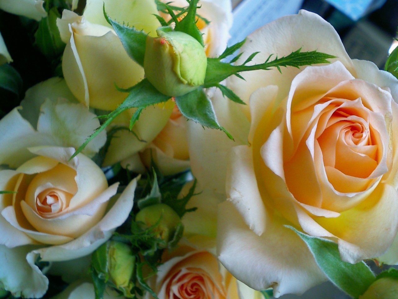 Розы были красивы и пышны пробежав. Букет чайных роз.