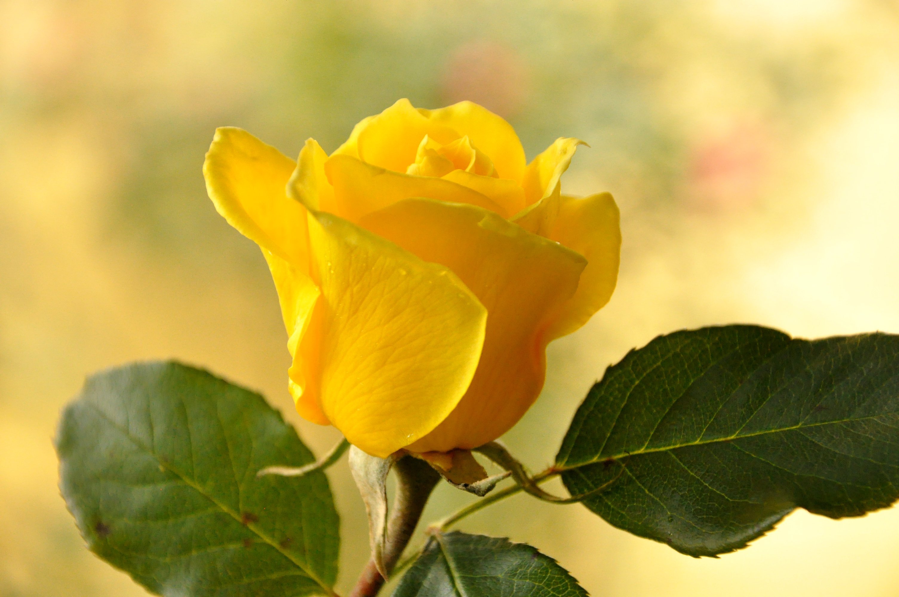 Еллоу Роуз. Листья розы. Желтые розочки