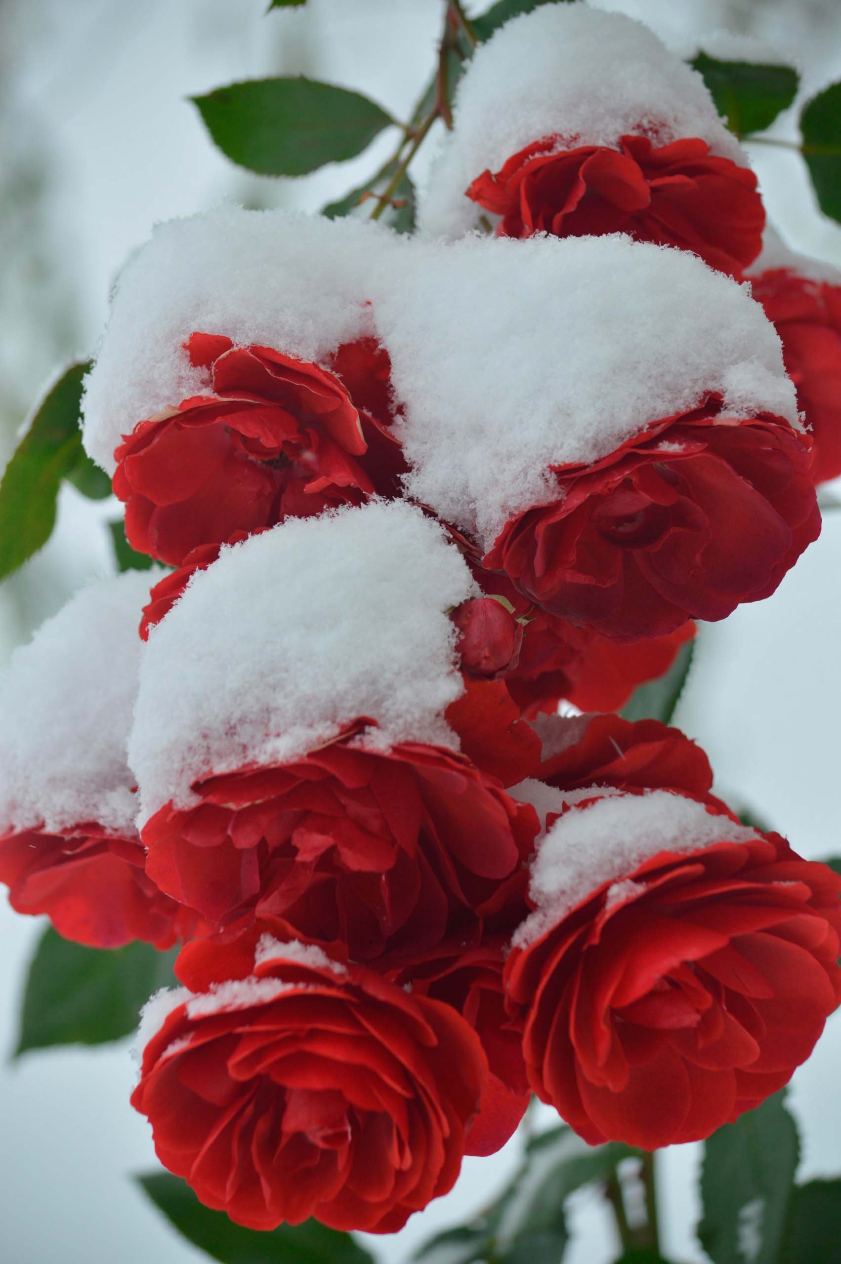 Зимник цветок. Зимние цветы. Цветы в снегу. Красивые зимние цветы. Красивые розы снег
