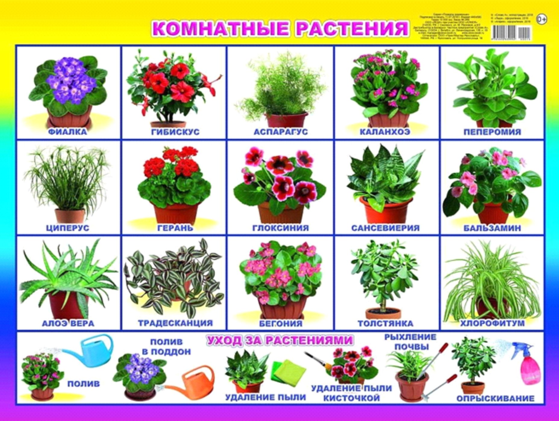 Цветы 2 раза в год. Растения в детском саду. Комнатные растения для детей. Комнатные растения для детей с названиями. Плакат. Комнатные растения.