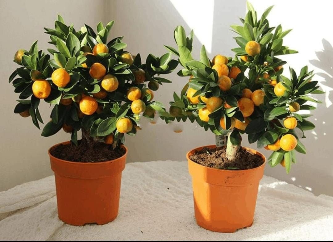 Карликовые мандарины. Цитрус мандарин дерево. Растение мандарин Citrus reticulata. Мандарин померанец комнатный. Мини мандариновое дерево.