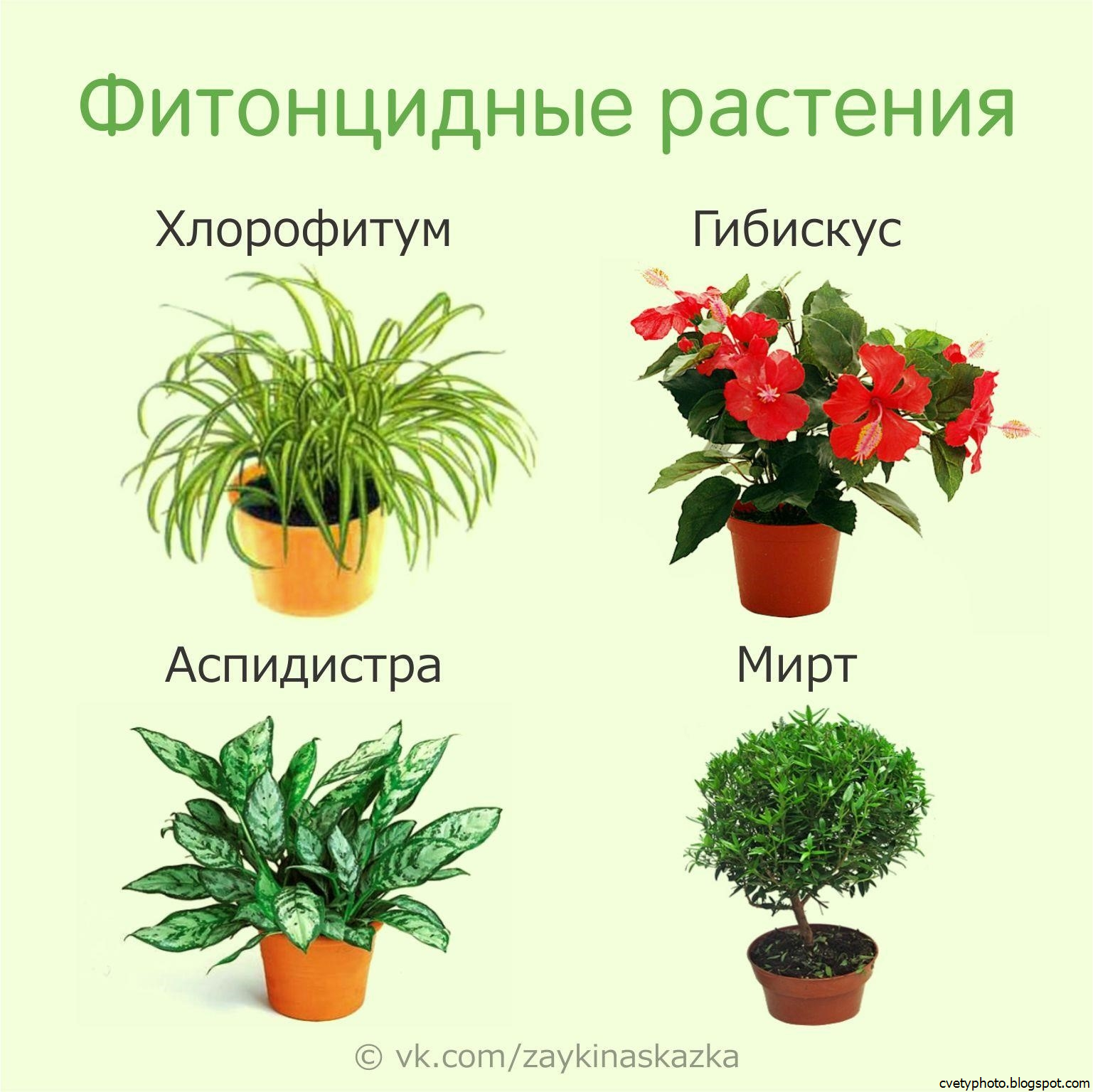 Комнатные цветы полезные для дома и здоровья. Комнатные растения. Комнатные растения названия. Название домашних цветов. Комнатные растения наз.