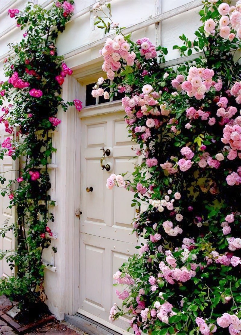 Бабушка вырастила прекрасные плетистые розы найди. Роуз Гарден плетистая.