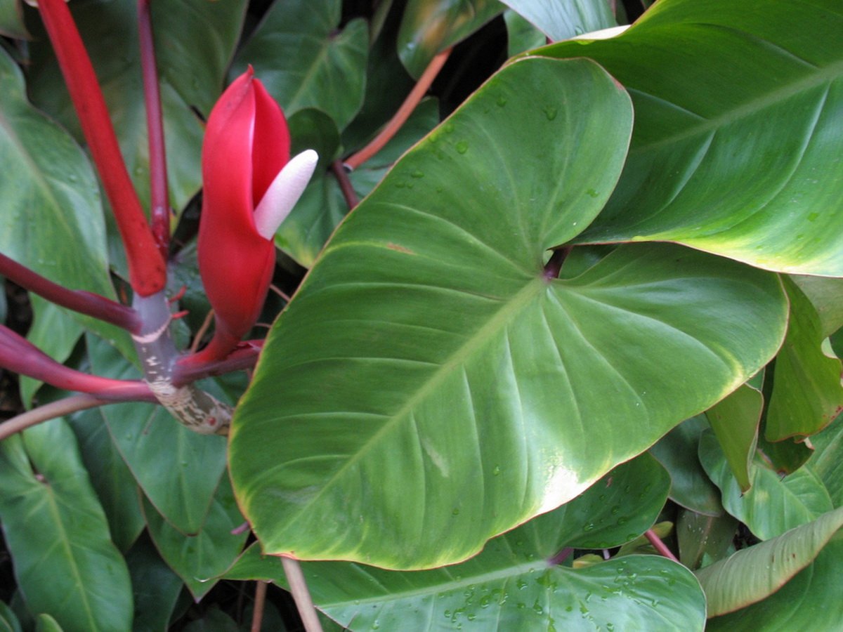 Красный цветок с большими листьями. Филодендрон стрелолистный. Филодендрон мандианум. Филодендрон erubescens. Филодендрон копьевидный.