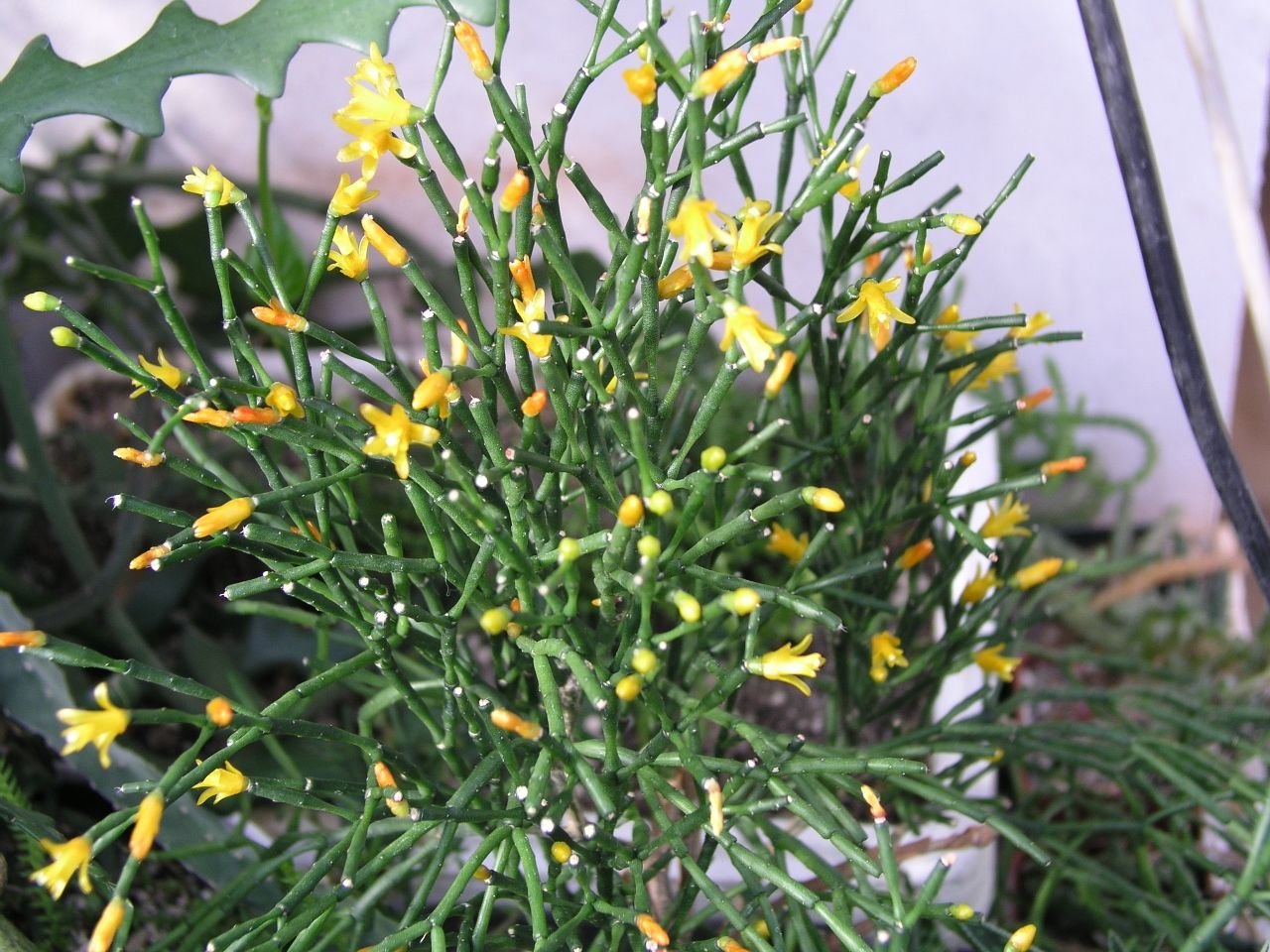 Комнатный цветок цветет желтыми цветами. Хатиора солеросовая. Цветок хатиора солеросовая. Хатиора солянковидная Hatiora salicornioides. Хатиора Оленьи рожки.