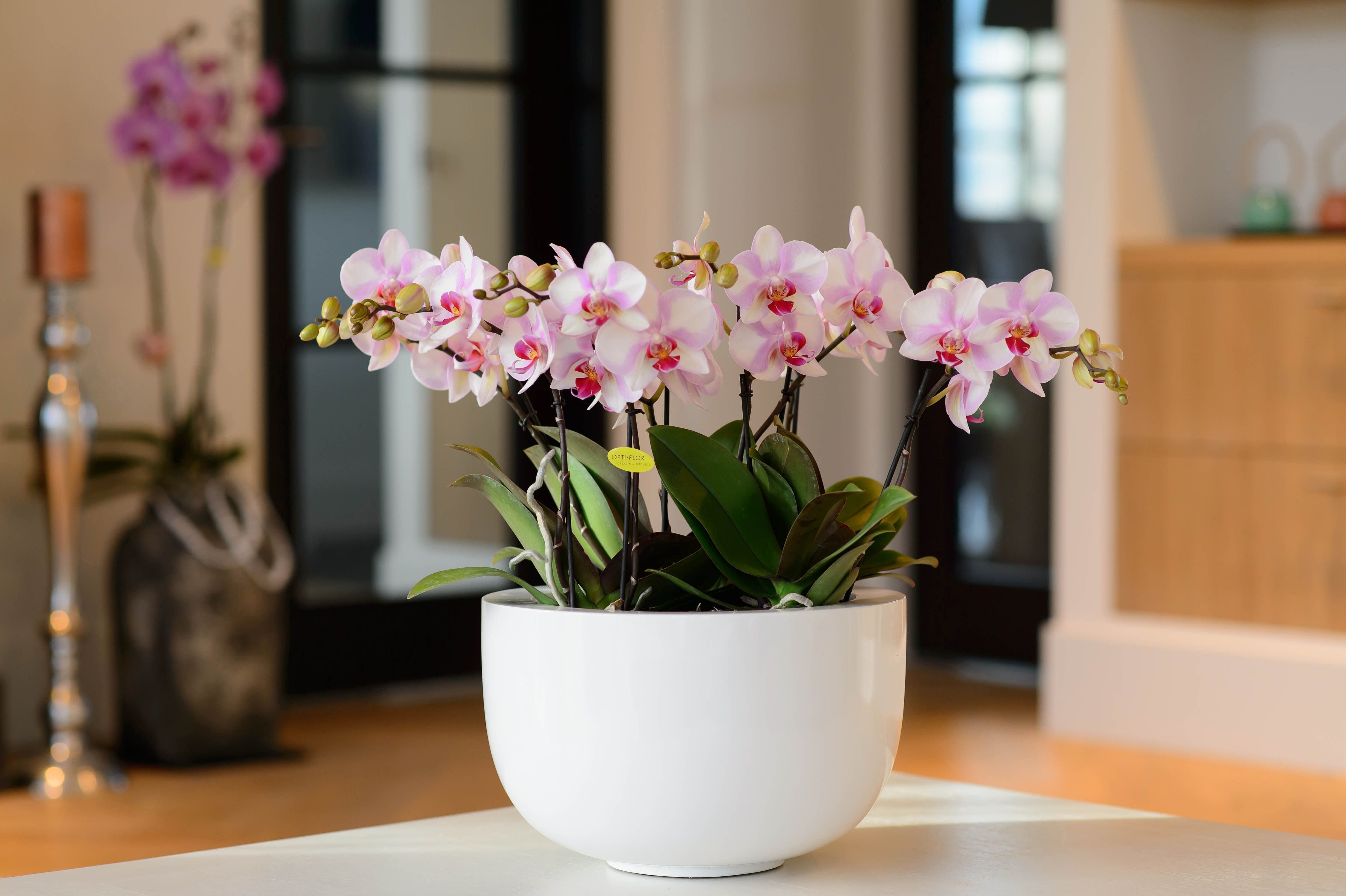 Почему нельзя дома орхидеи. Орхидея фаленопсис. Орхидея фаленопсис в горшке. Фаленопсис Opti Flor. Комнатный цветок Орхидея фаленопсис.