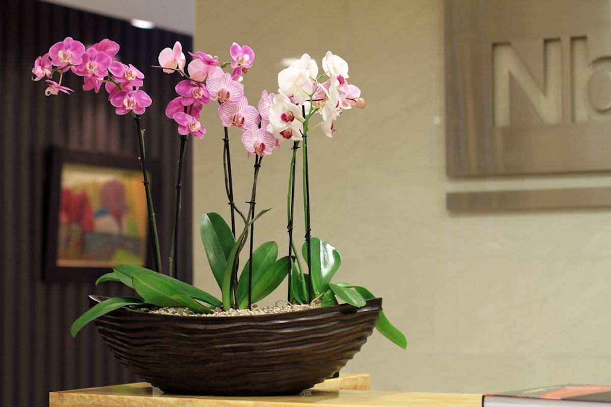 Орхидея фаленопсис в горшке. Комнатный цветок Орхидея фаленопсис. Орхидея Scenza. Фаленопсис Орхидея живые. Plants орхидея