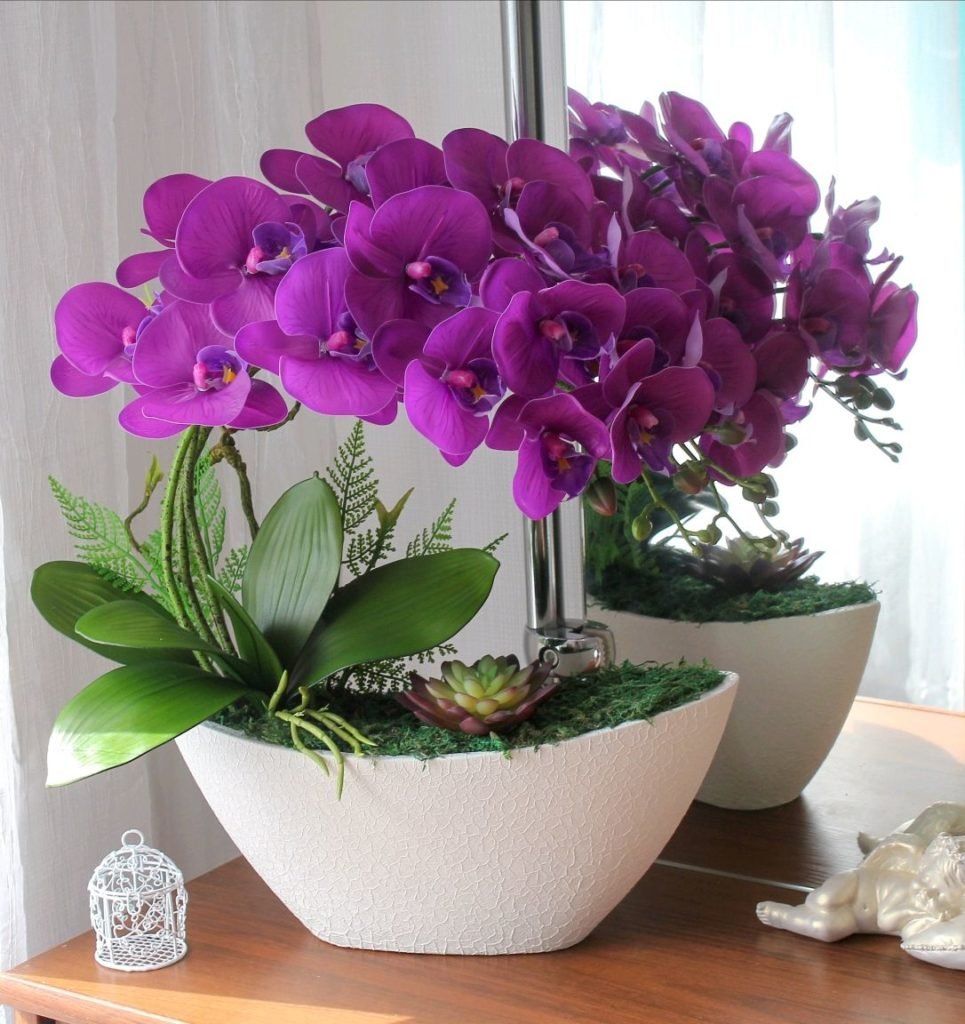 Купить цветы орхидеи в горшке. Орхидея фаленопсис. Орхидея фаленопсис мини. Орхидея фаленопсис в горшке. Комнатный цветок фаленопсис.
