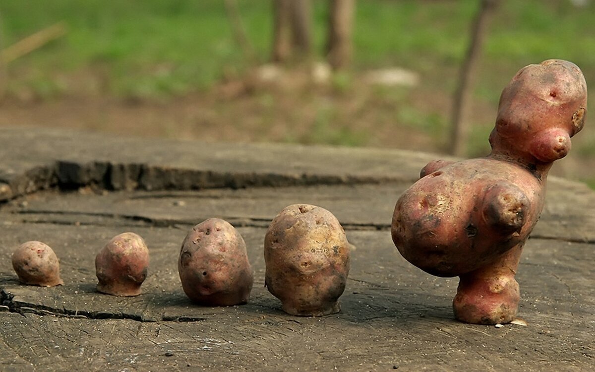 Включи про картошку. Смешная картошка. Необычный урожай картошки. Картошка прикол.