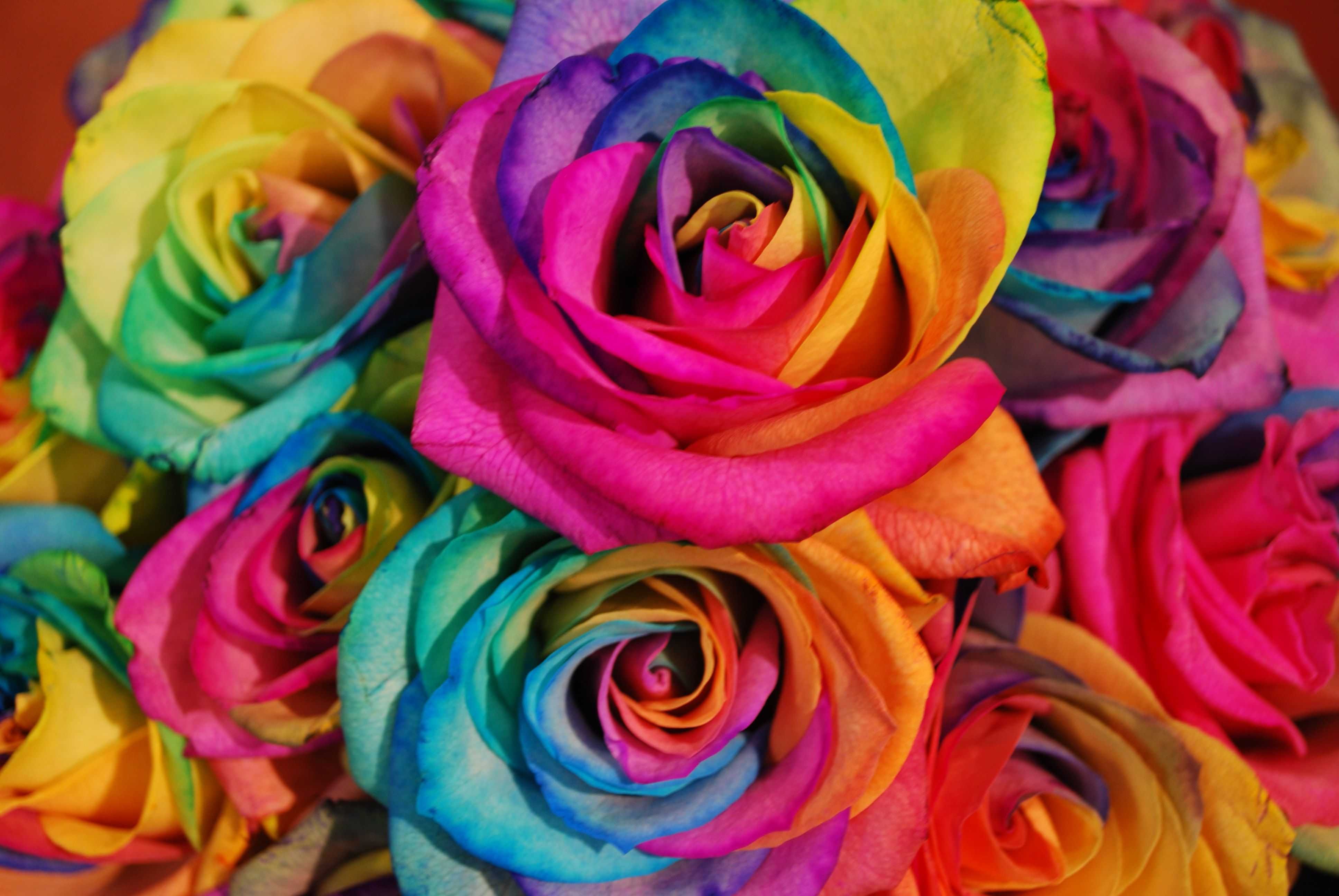 Разноцветные цветы. 7 colorful