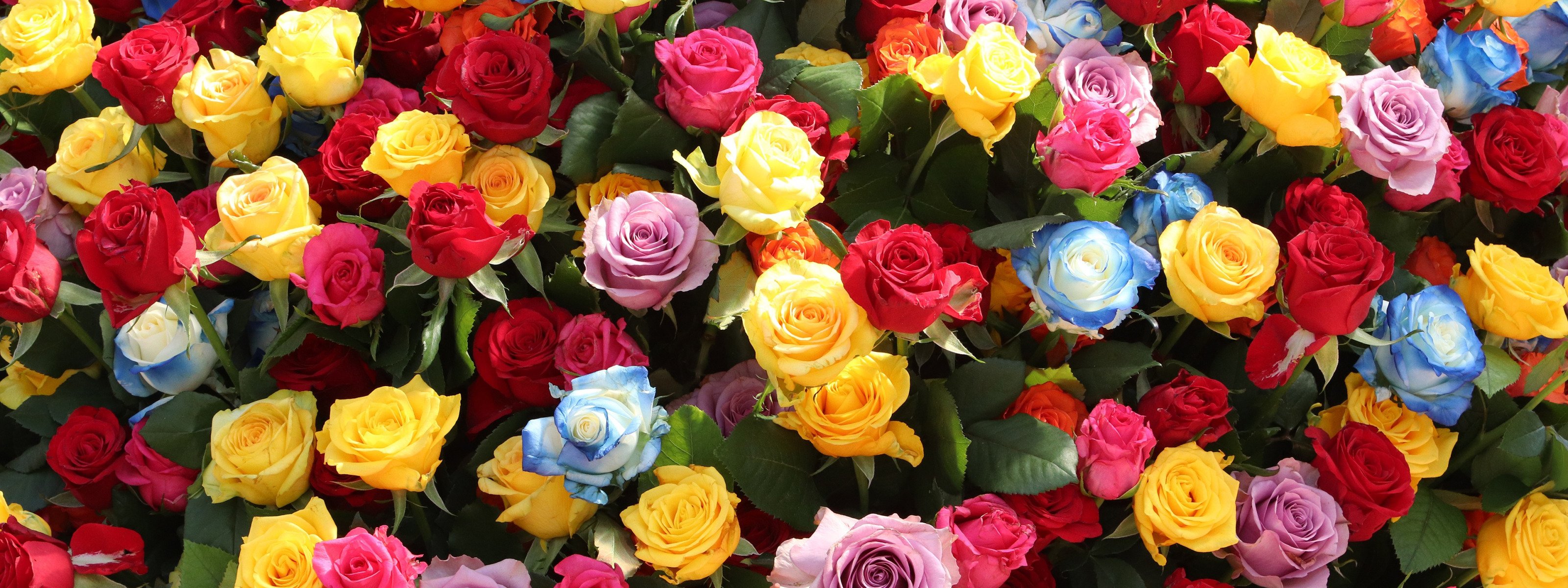 Крупный яркий цветок 4. Яркие розы. Разноцветные розы. Разноцветные розы бутон. Фон розы разноцветные.