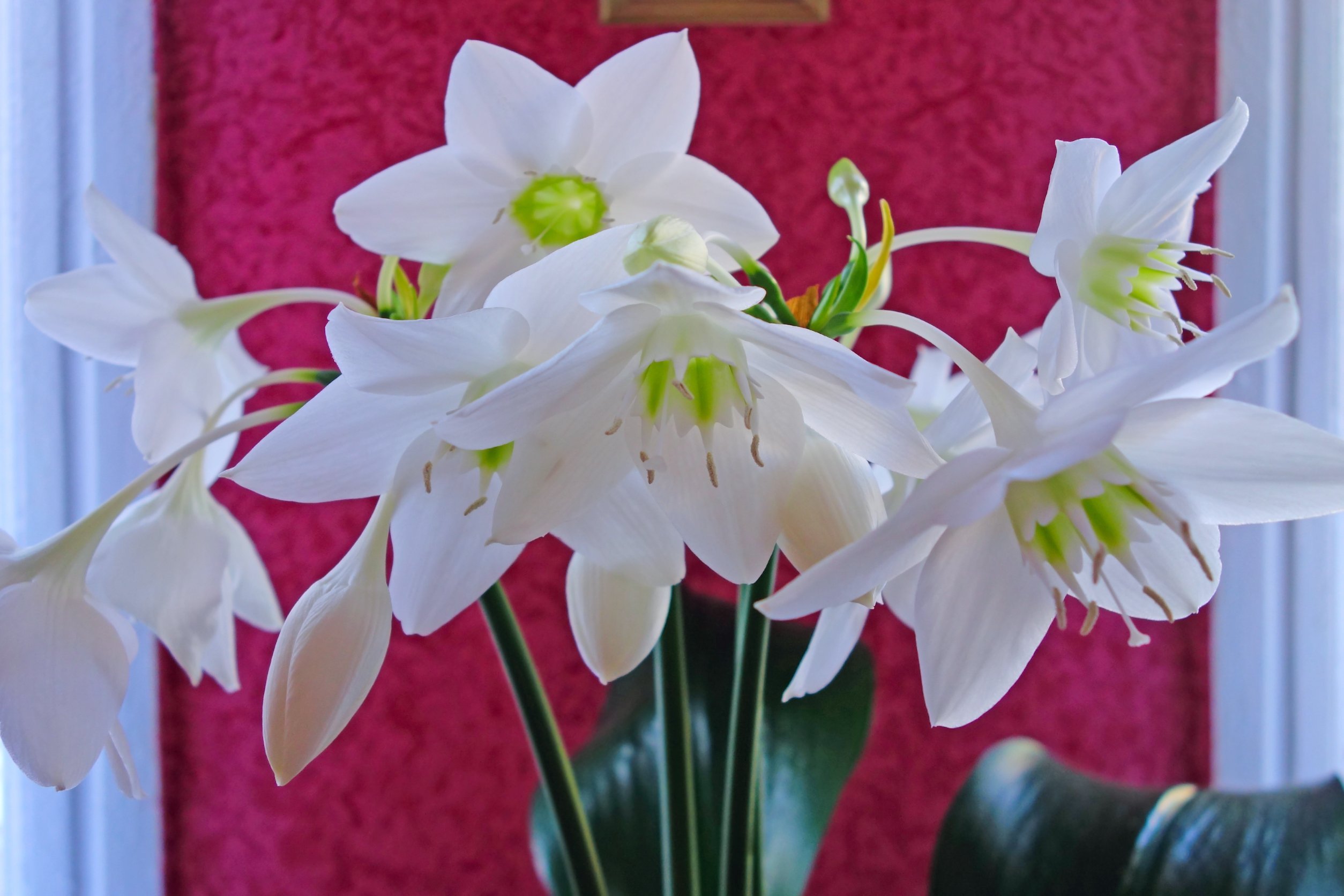 Комнатный цветок с белыми цветами название. Лилия (Амазонская Лилия эухарис). Эухарис амазонский. Нарцисс - эухарис,. Эухарис (Eucharis).