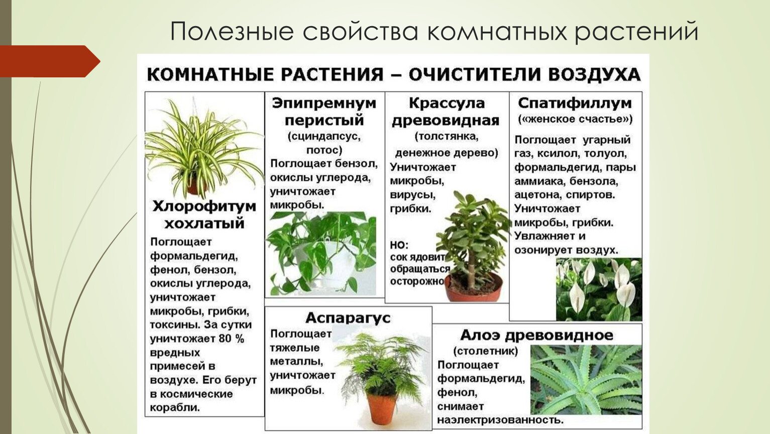 Растения дома польза