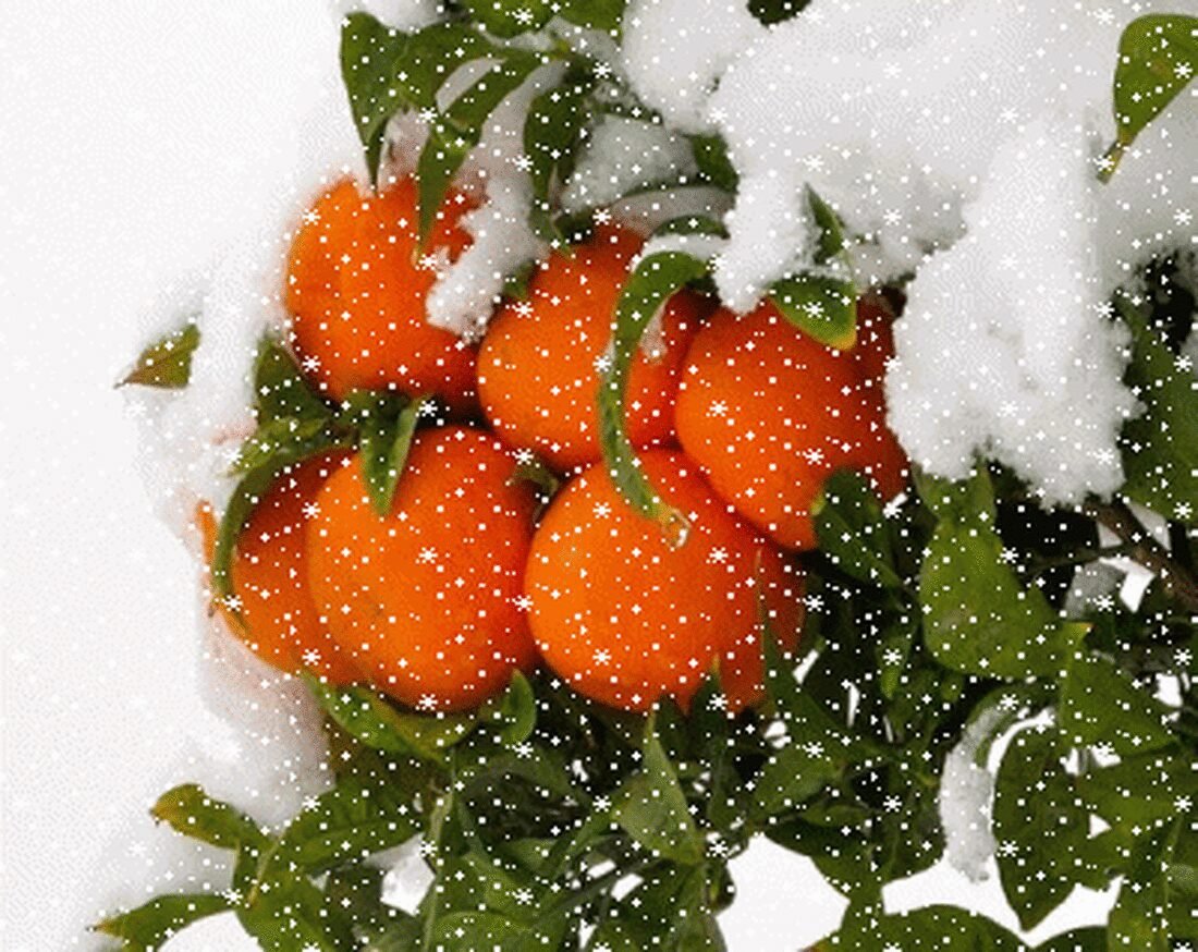Мандарины на зиму. Зимние фрукты. Мандаринки в снегу. Мандарины новый год. Зимние апельсины.