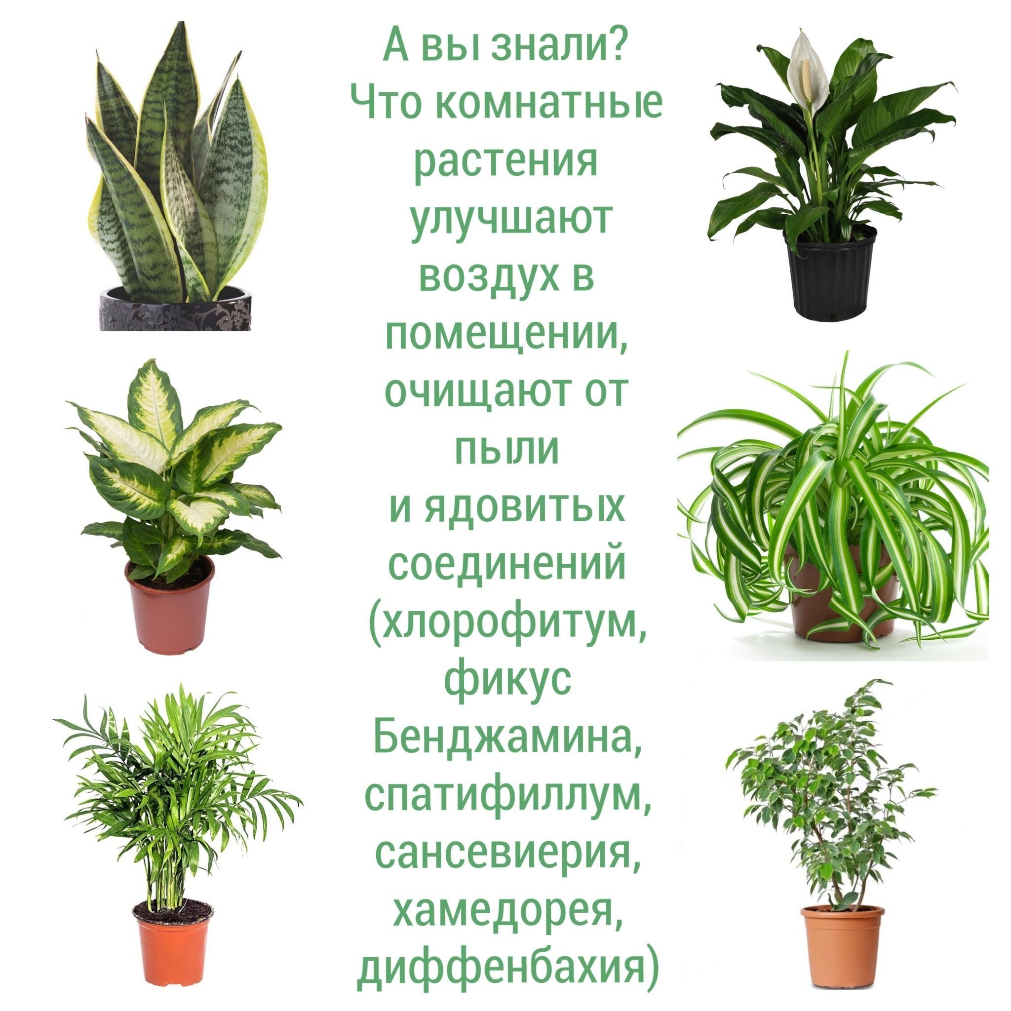 Комнатные растения на г