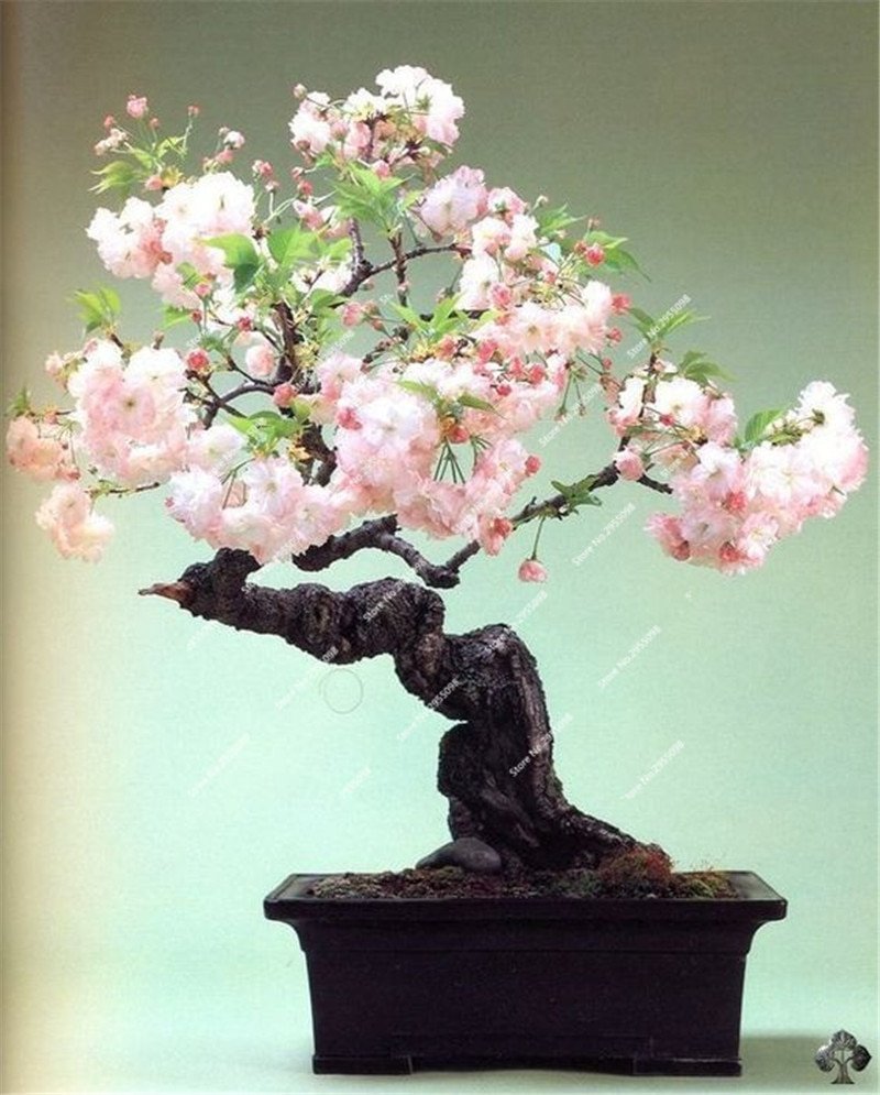 Бонсай Prunus serrulata. Бонсай Сакура. Бонсай дерево цветущее Сакура. Бонсай японская вишня. Сакура в горшке