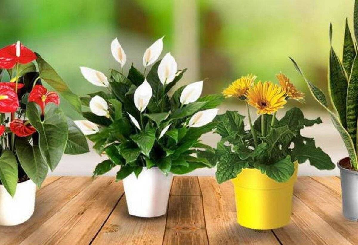 Комнатные цветы полезные для дома и здоровья. Комнатные растения. Комнатные цветы в горшках. Цветущие комнатные растения. Неприхотливые комнатные цветы.
