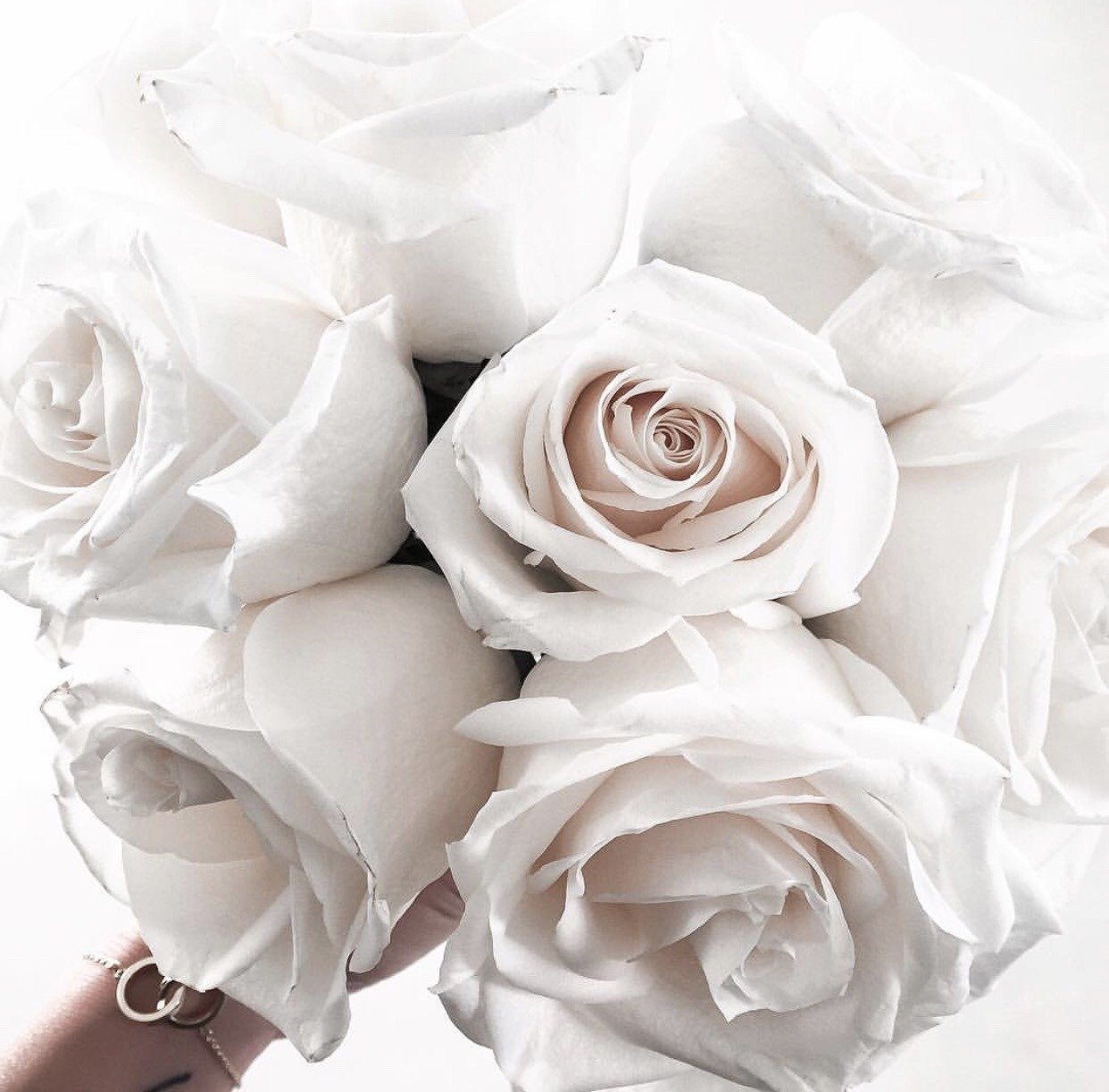 Бело розовые цветы. Красивые белые розы. Бело розовые розы. Нежные белые цветы. Белые розы оттенки