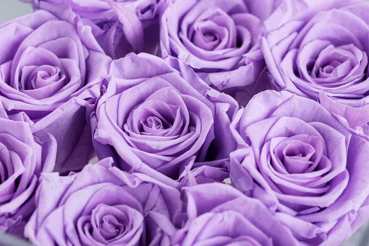 Лилак Роуз (Lilac Rose). Белые розы фиолетовый