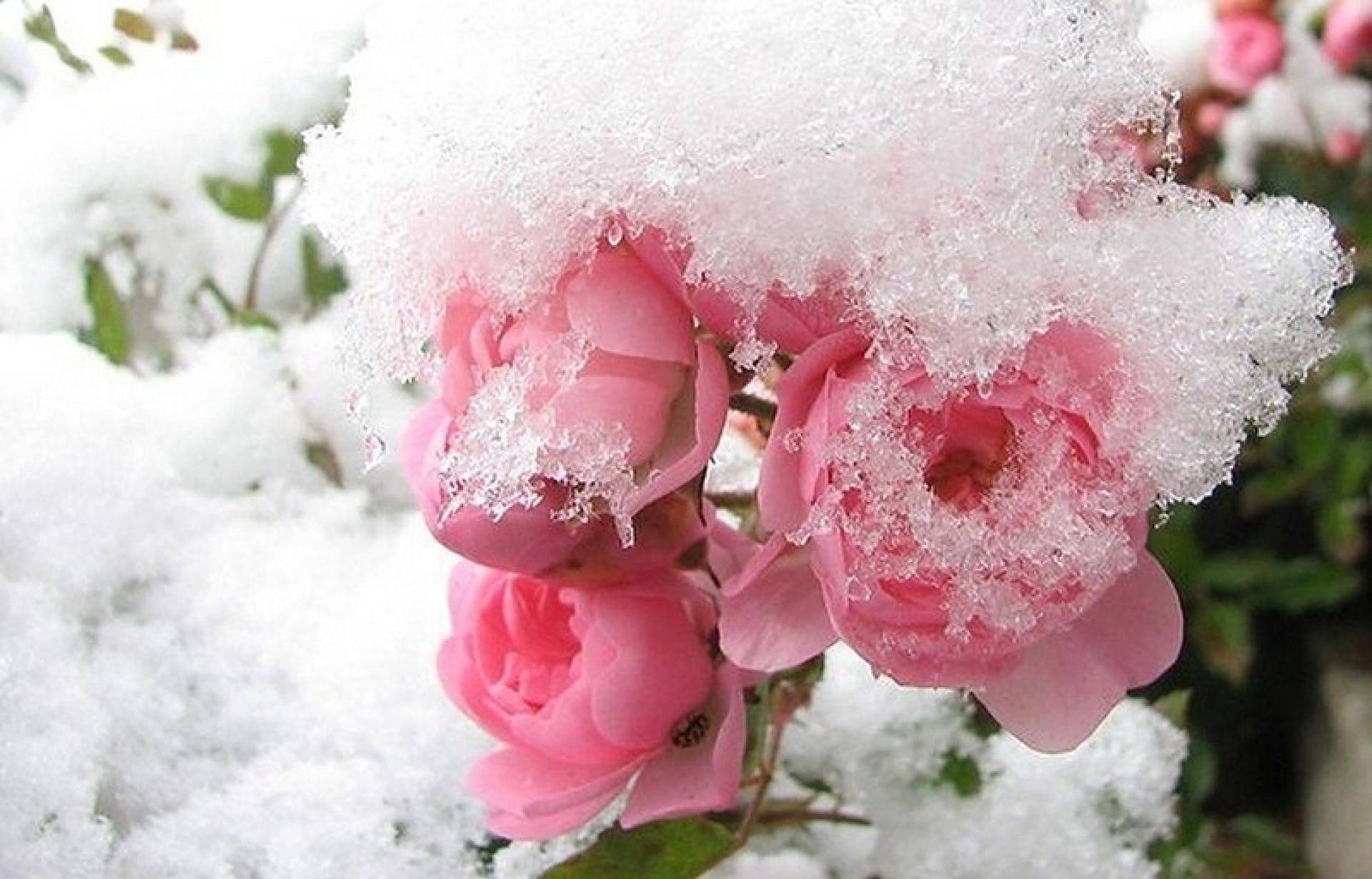 Цветков сугробов. Зимние цветы. Цветы в снегу. Цветы зимой. Цветы снежок.