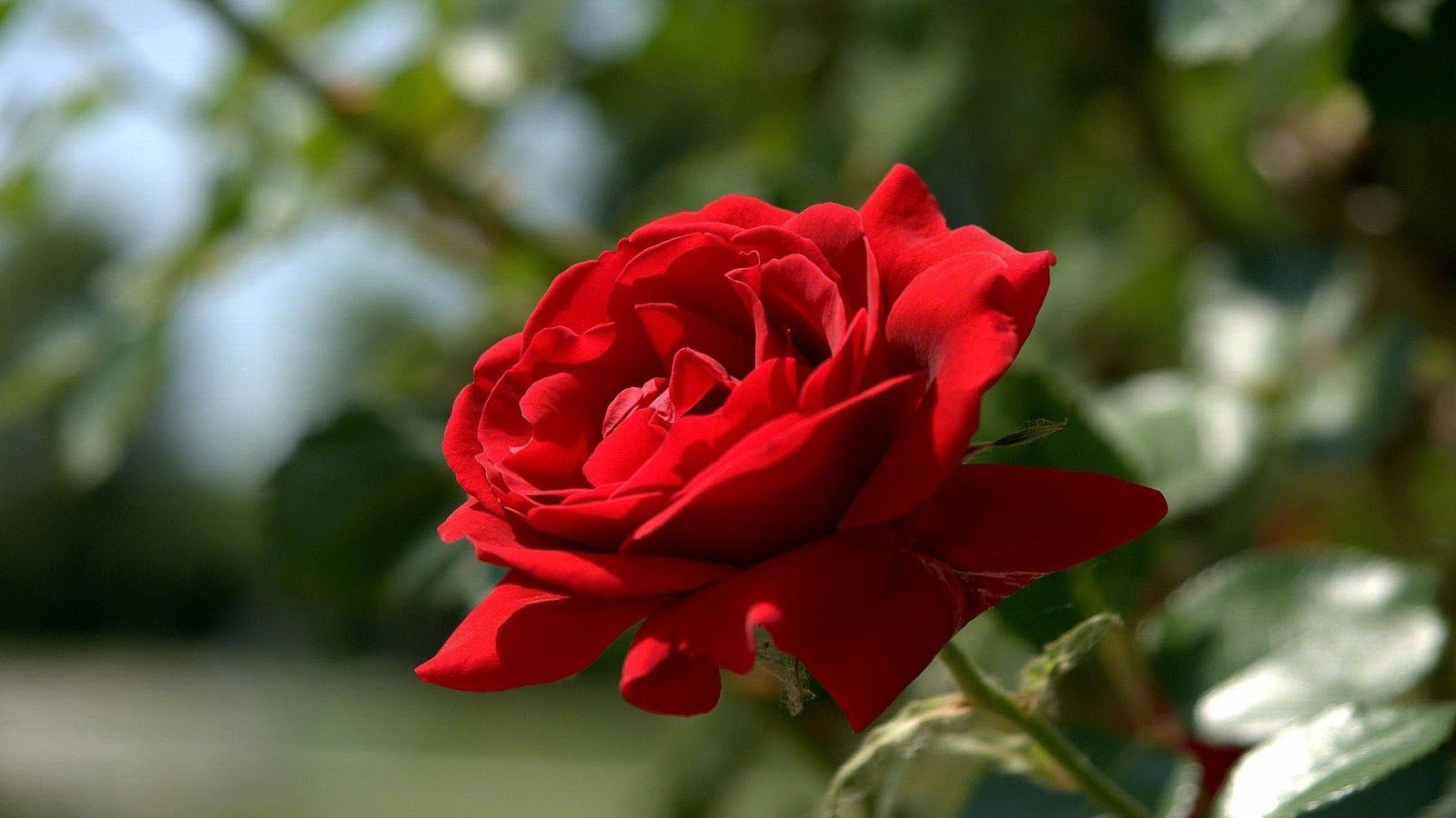 Замечательные розы. Ред Роуз. Красивые розы. Красный цветок. Красивые красные розы.
