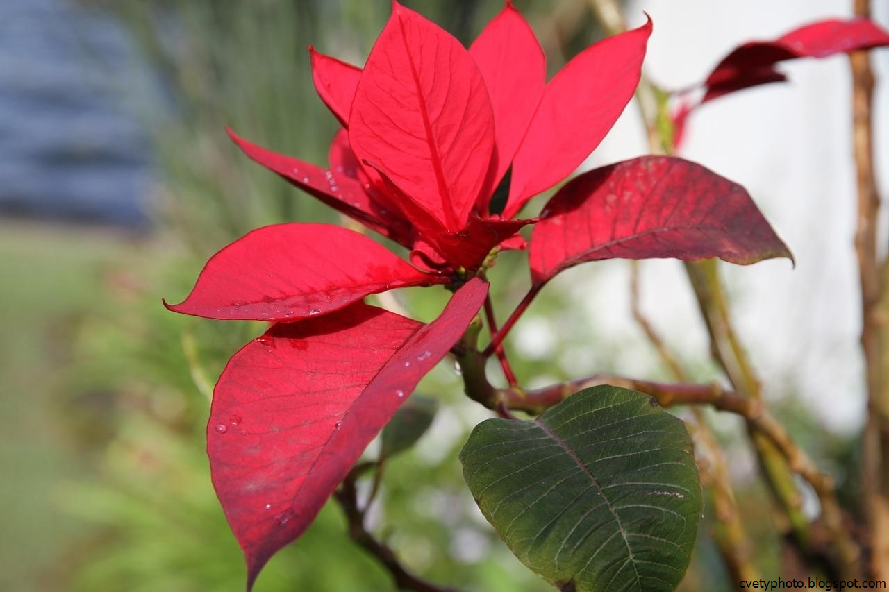 Красный цветок с большими листьями. Пуансеттия Euphorbia pulcherrima. Молочай пуансеттия. Молочай - пуансеттия (Рождественская звезда). Молочай красивейший пуансеттия.
