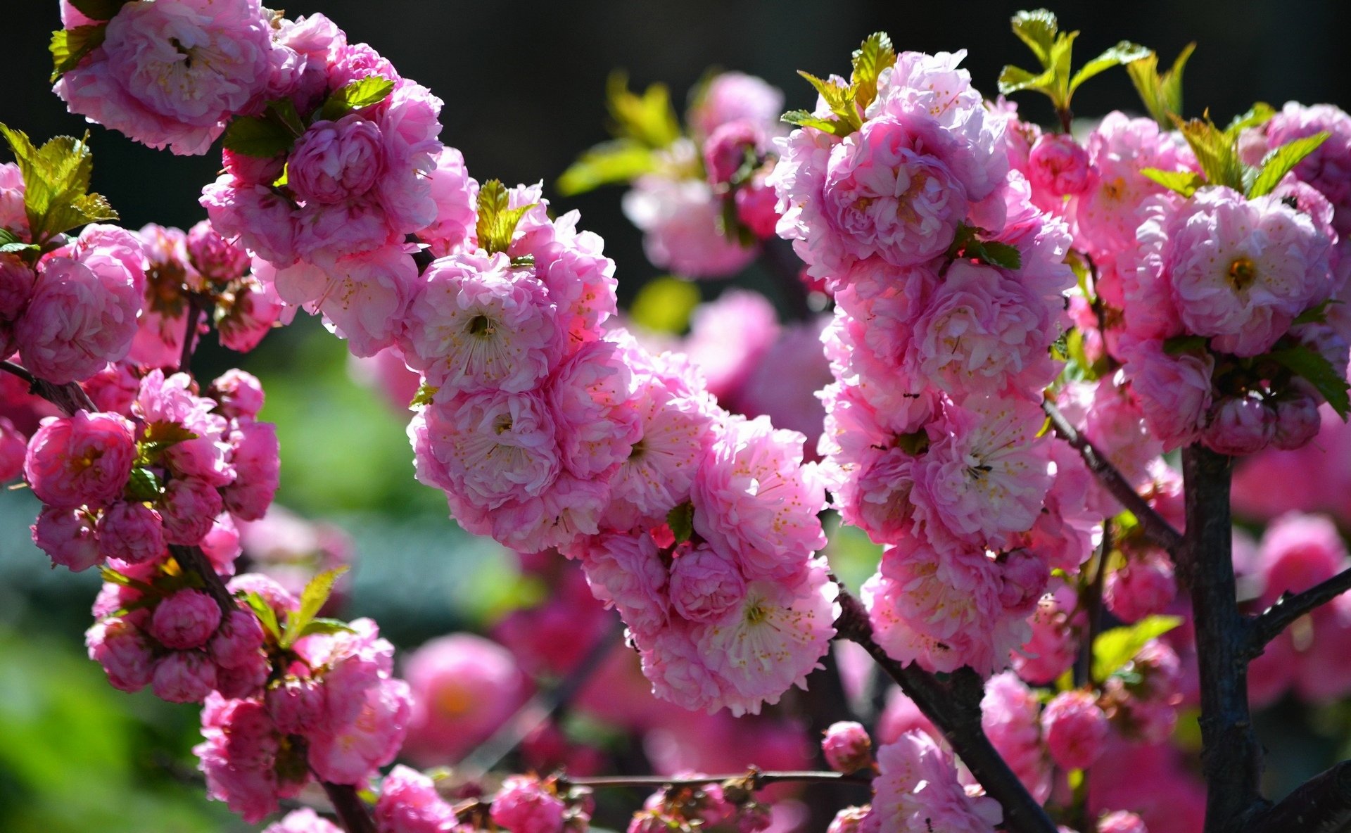 Миндаль трехлопастный луизеания. Кустарник красивоцветущий Сакура. Сакура фото кустарника с цветами
