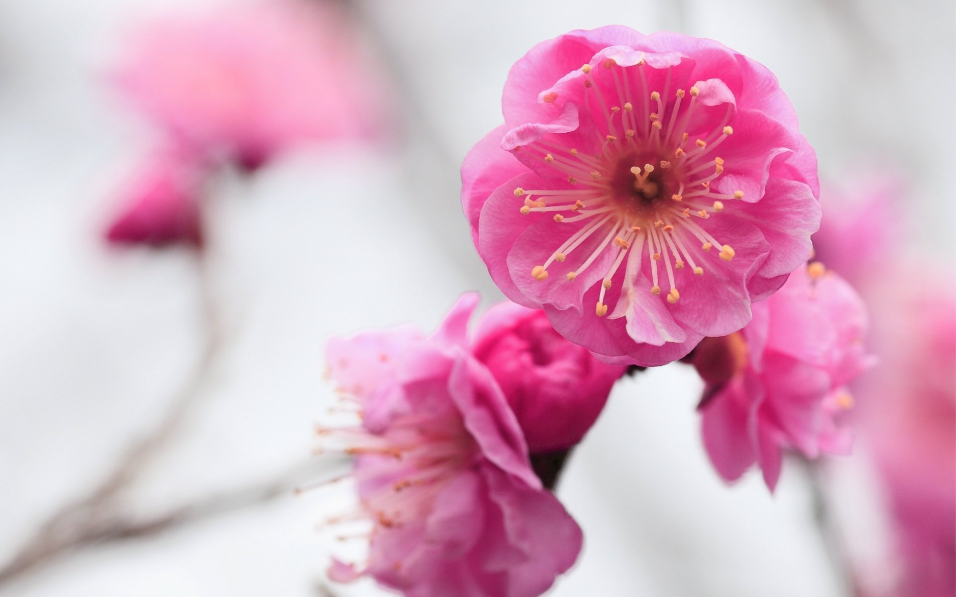 Макроцветы Сакура. Розовые цветы. Нежные весенние цветы. Розовый цвет. Бутон сакуры