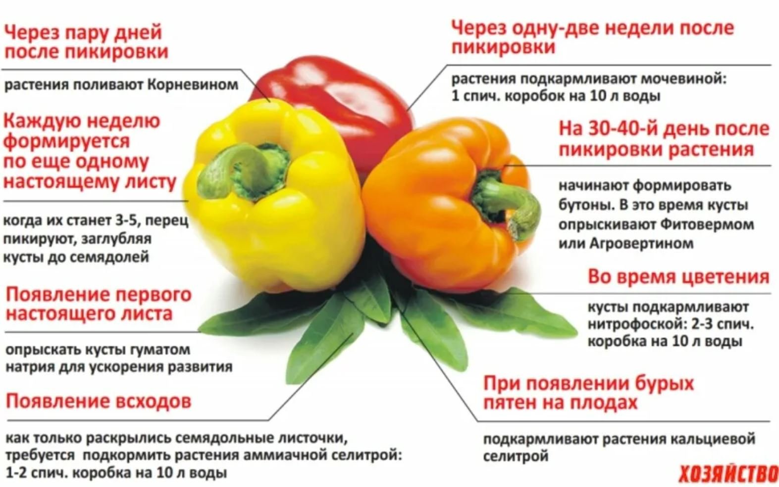 Когда сажать сладкий перец в 2024 году. Схема подкормки болгарского перца. Болгарский перец. Схема подкормки сладкого перца. Схема удобрения перца.
