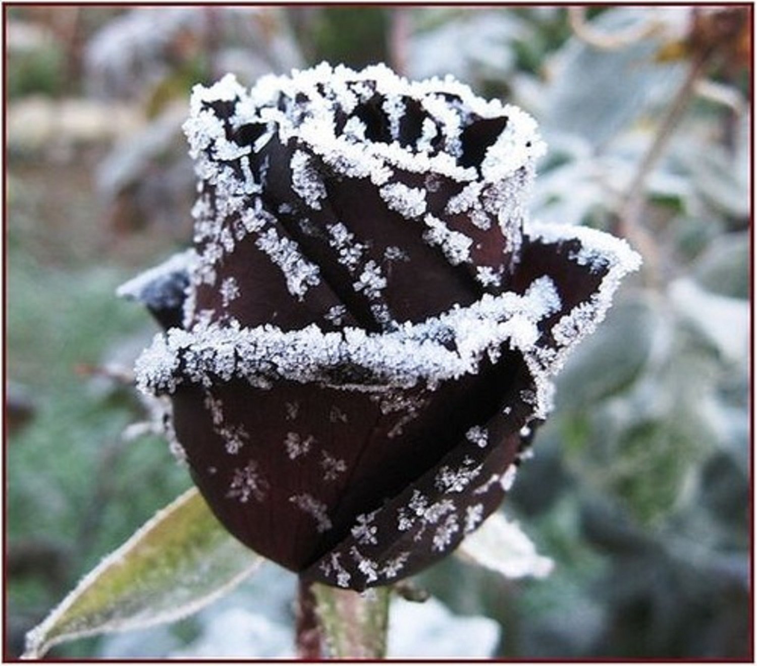Чёрные розы в снегу. Черные цветы на снегу. Розы на снегу. Черные снежки