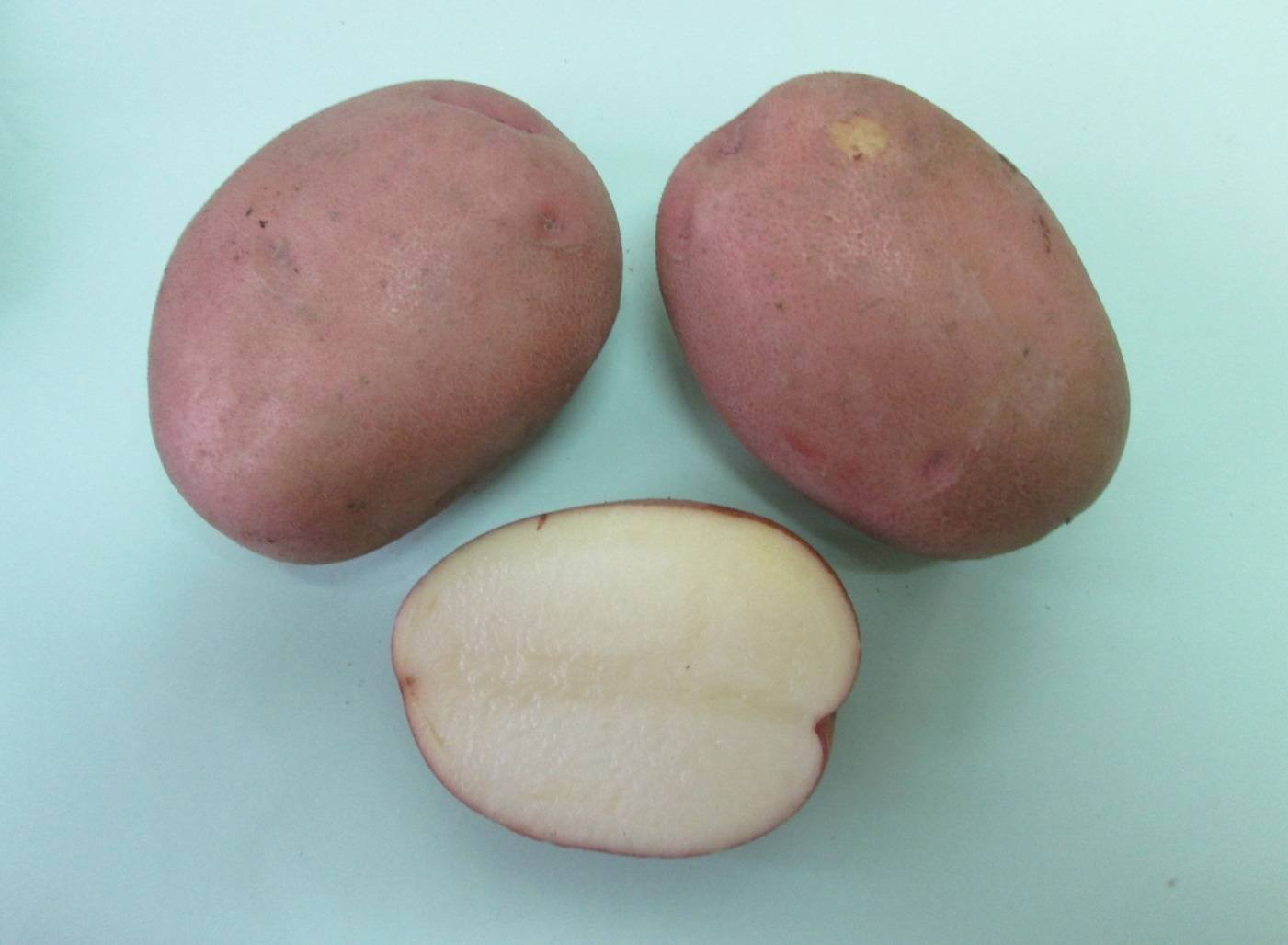 Сорт картофеля Манифест. Картофель Розара. Сорт картофеля алладин. Сорт картофеля Вармас. Фото картофеля снегирь