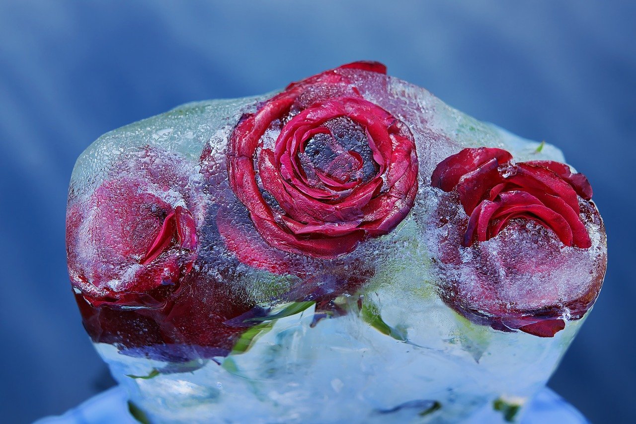 Цветы во льду. Розы в горячую воду