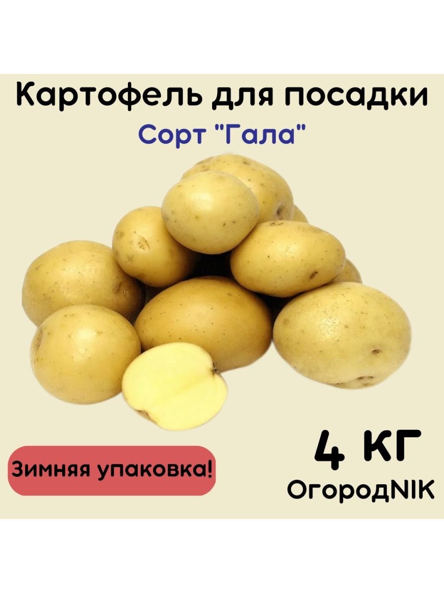 Крепыш картофель характеристика отзывы