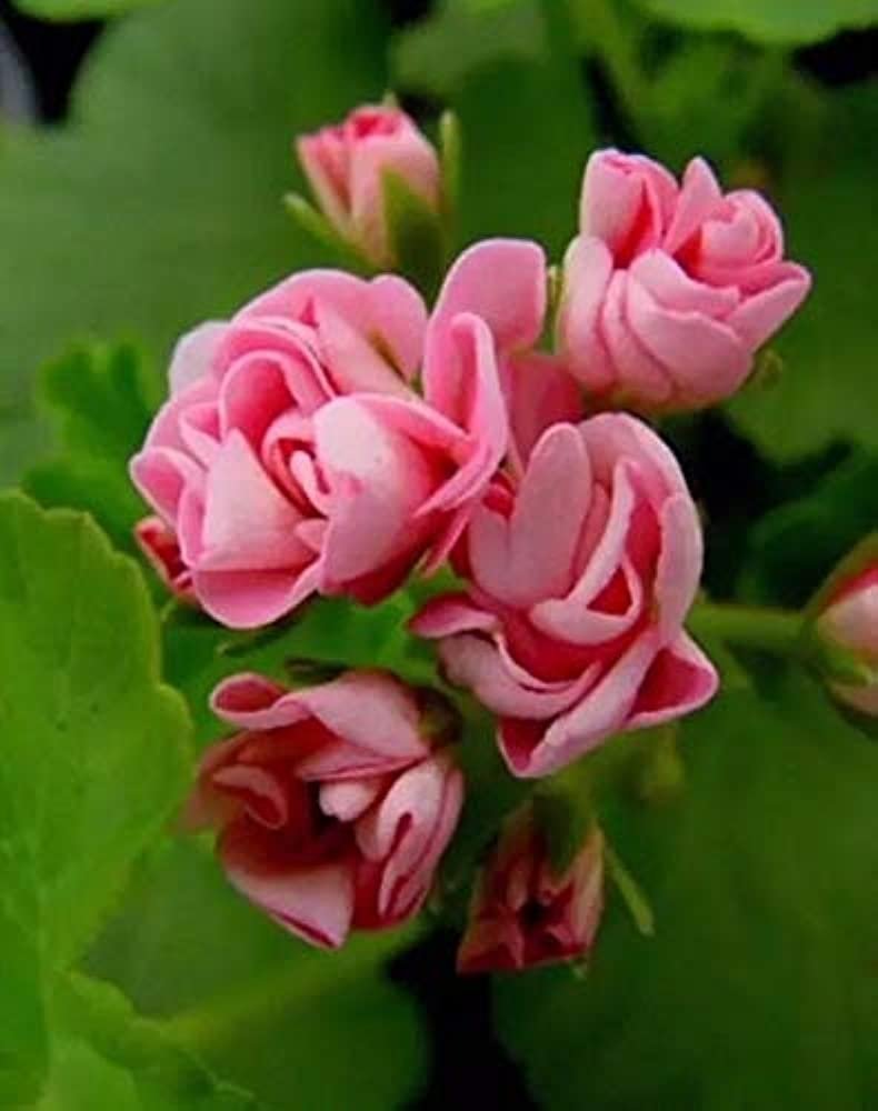 Герань розочками. Пеларгония австралиан Пинк. Пеларгония Розин живые розы. Австралиан Пинк розебуд.